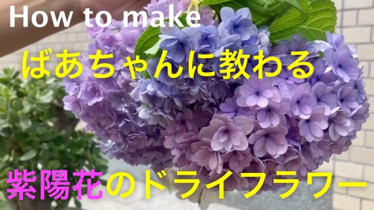 簡単！　紫陽花のドライフラワーの作り方♪