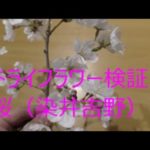 ドライフラワーの作り方　　桜（染井吉野）🌸