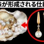 牡蠣はなぜ、どうやって真珠を作るの？