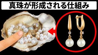 牡蠣はなぜ、どうやって真珠を作るの？