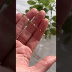 Tiny pearl necklace DIY